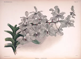 Vanda coerulea